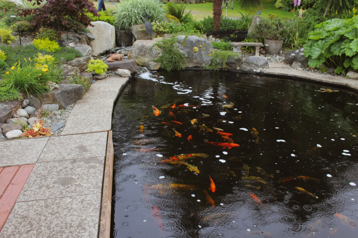 Koi in a stone-edged pond built by Oxbow Aquatic Services.