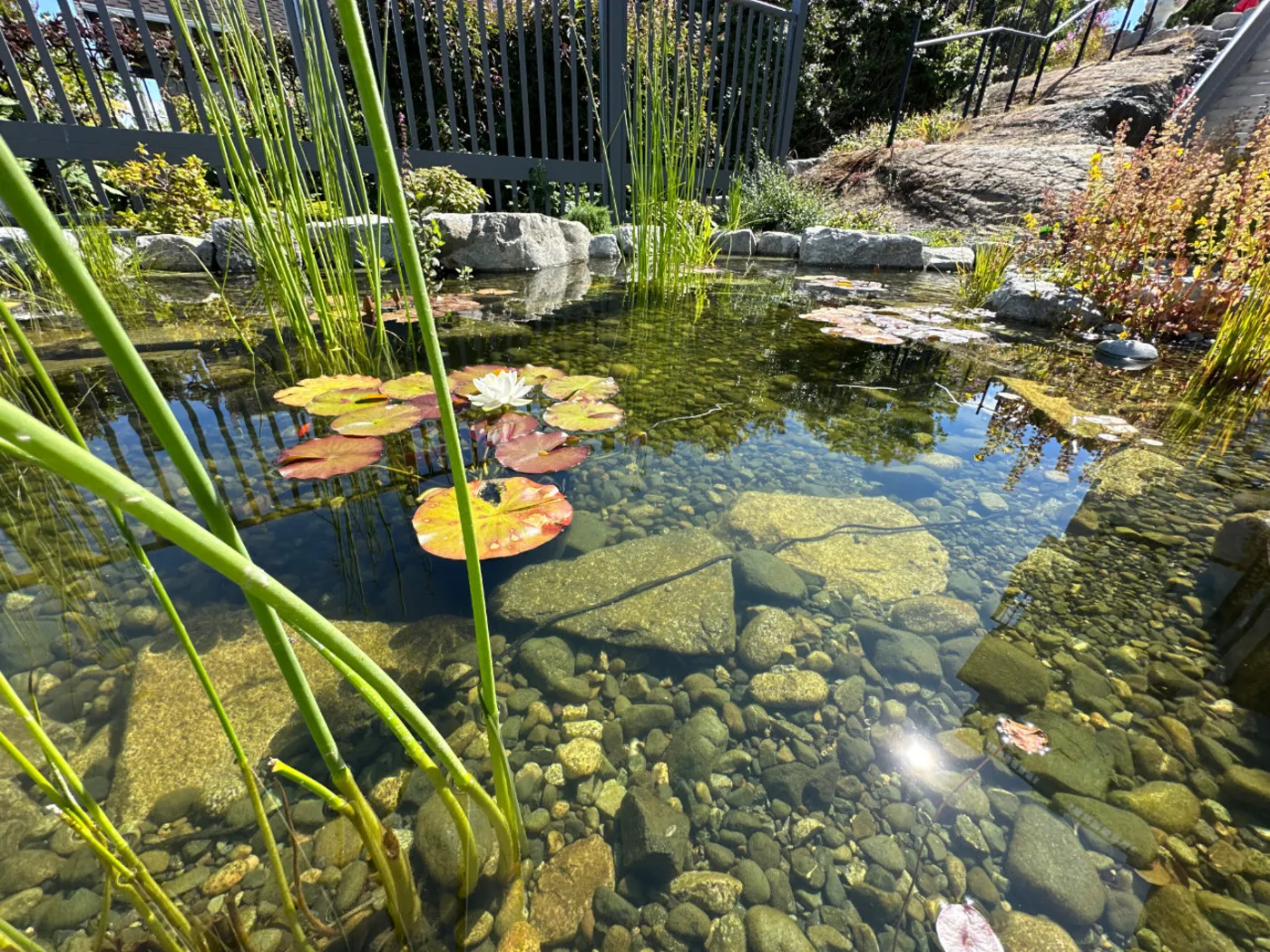 Clear water over a gravel bed with flowering lilies in a completed Oxbow ecosystem pond.