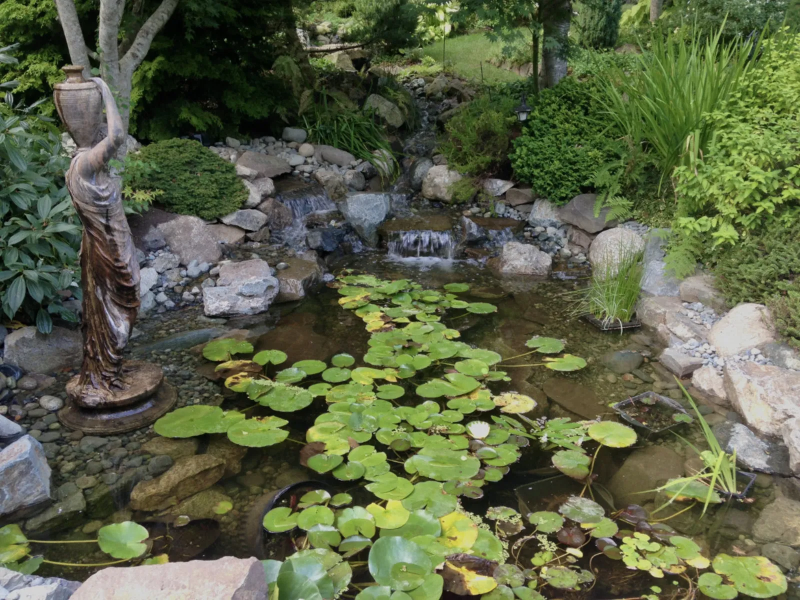 A lily pond with clear water and healthy planting, kept up by Oxbow Aquatic Services.