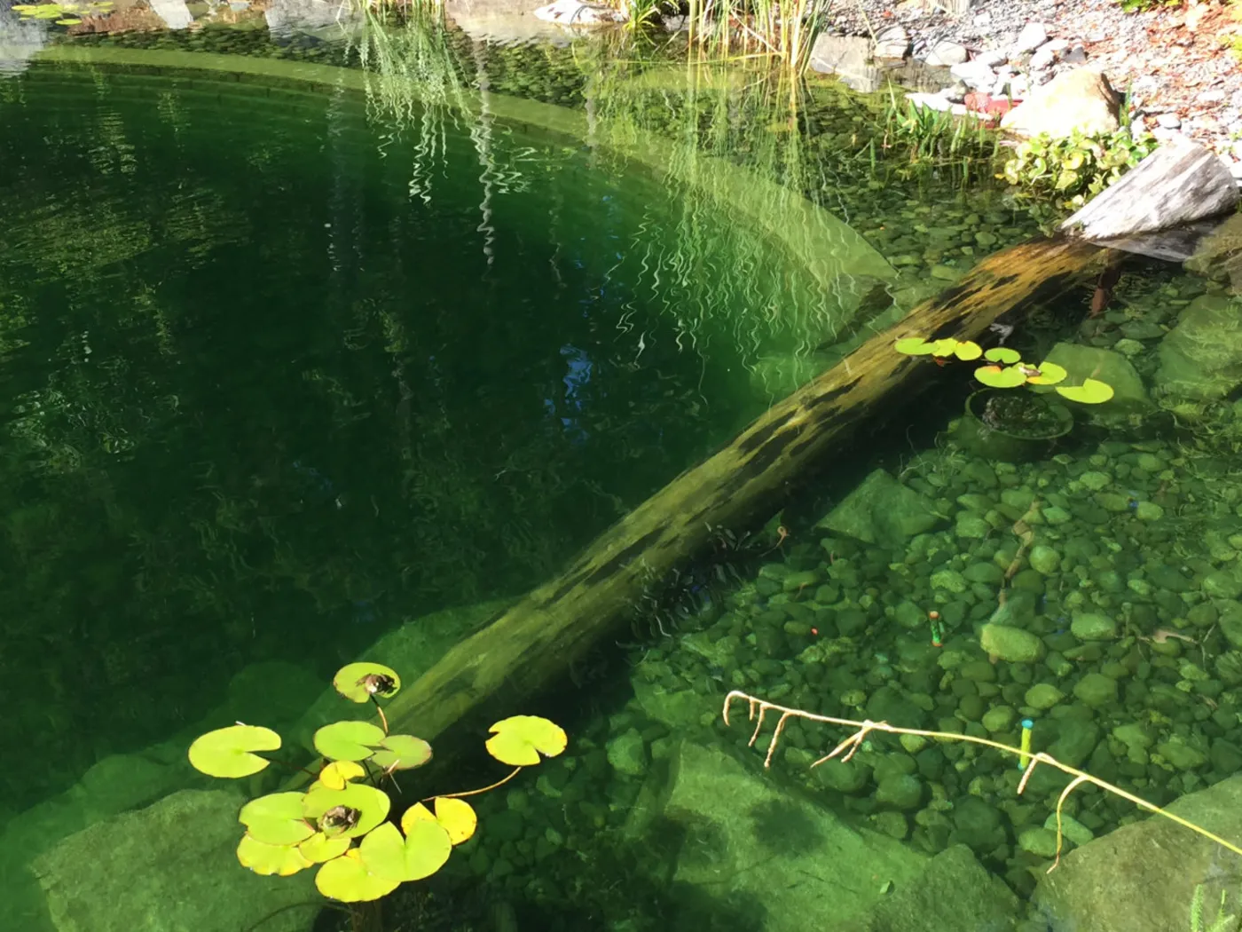 A completed Swim & Recreational Ponds project by Oxbow Aquatic Services in Greater Victoria.